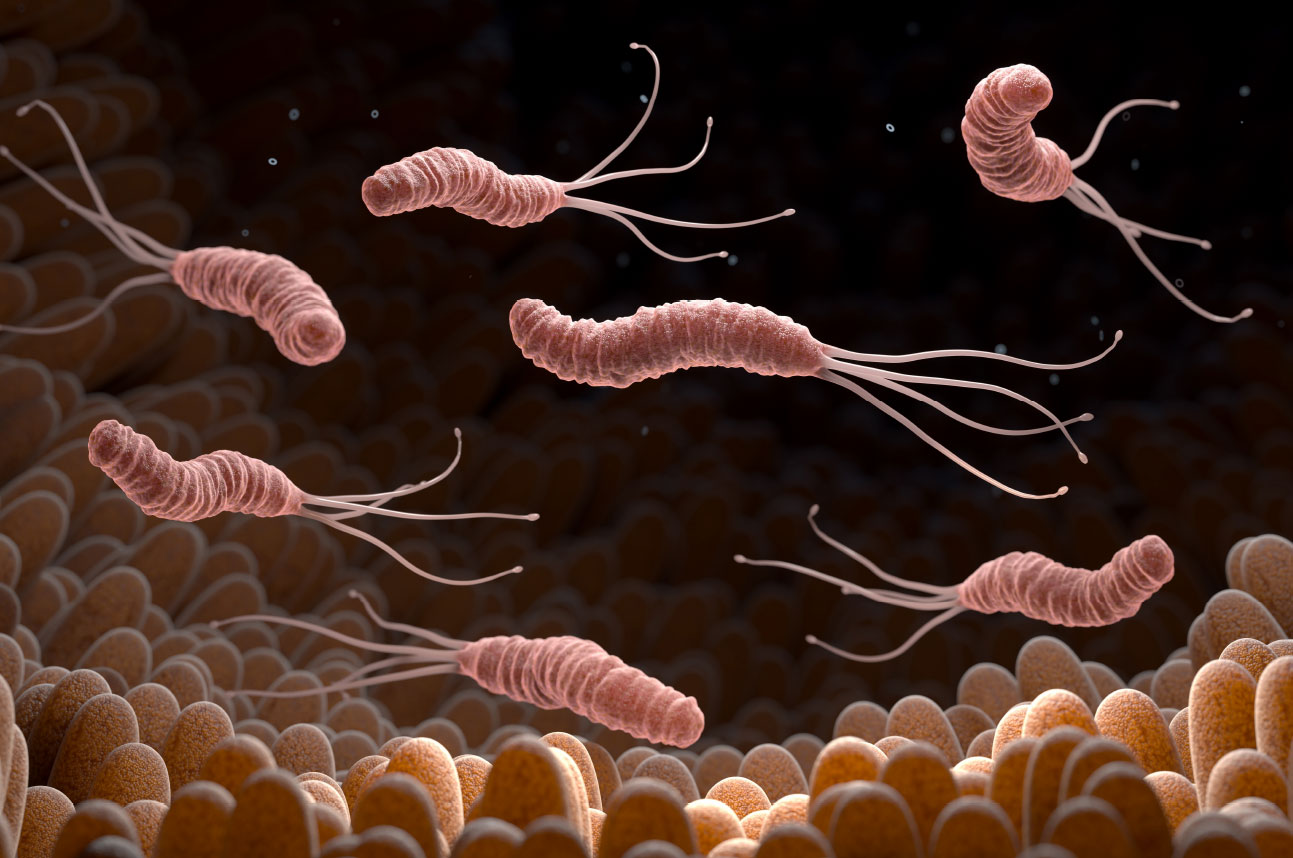 Helicobacter pylori